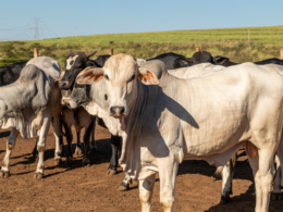 Multinacional abre primeiro frigorífico próprio no Pará, gerando novas oportunidades no setor agropecuário.
