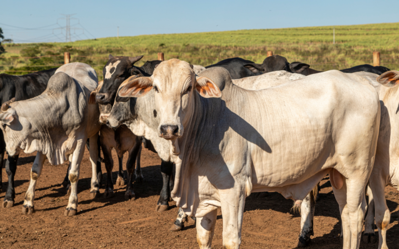 Multinacional abre primeiro frigorífico próprio no Pará, gerando novas oportunidades no setor agropecuário.