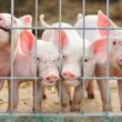 Novo Acordo: A Revolução da Carne Suína Brasileira nas Prateleiras da Coreia do Sul!
