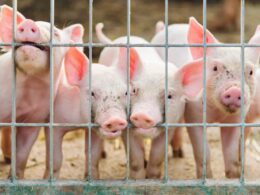 Revolução Suína: O Crescimento Bombástico da Suinocultura e a Explosão do Consumo Nacional