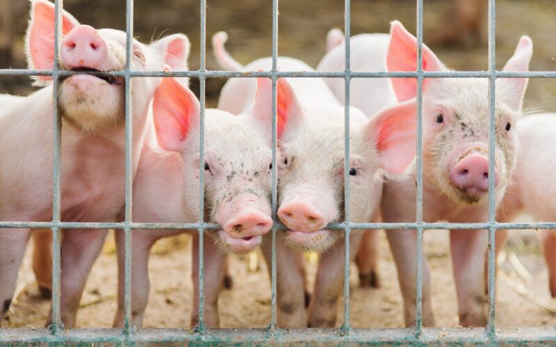 Novo Acordo: A Revolução da Carne Suína Brasileira nas Prateleiras da Coreia do Sul!