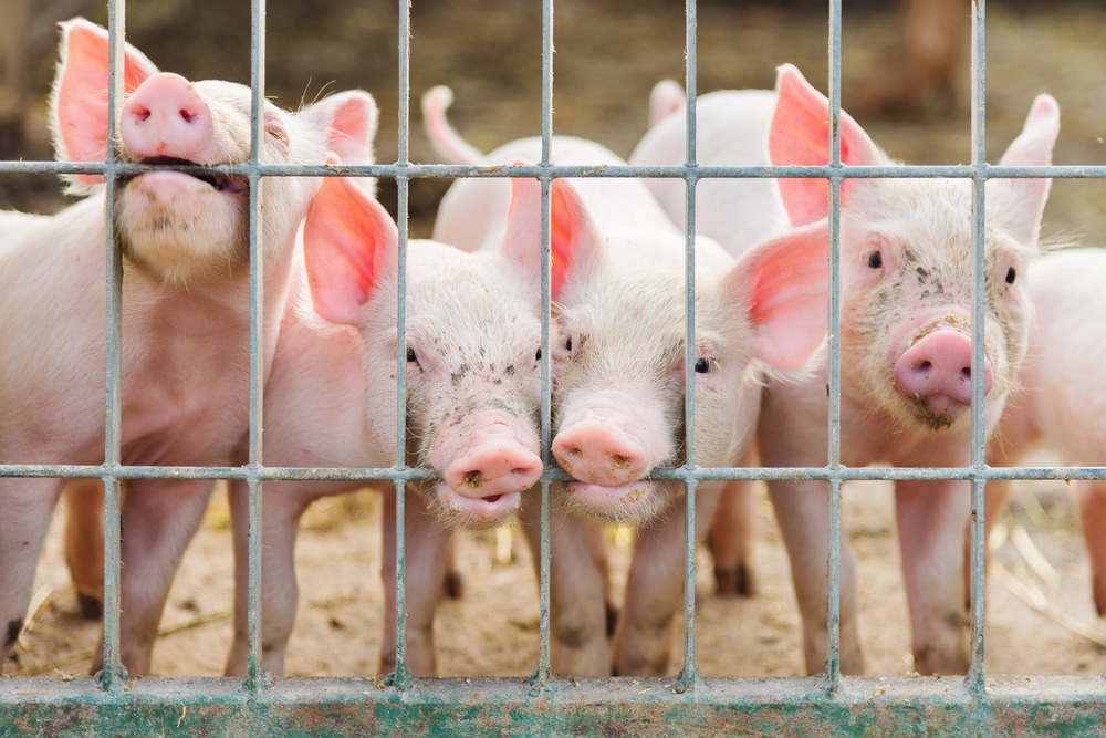 Novo Acordo: A Revolução da Carne Suína Brasileira nas Prateleiras da Coreia do Sul! Novo Acordo: A Revolução da Carne Suína Brasileira nas Prateleiras da Coreia do Sul!