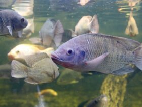 Núcleo de Pesquisa Pescado para Saúde dá início a fase experimental para produzir tilápia mais nutritiva