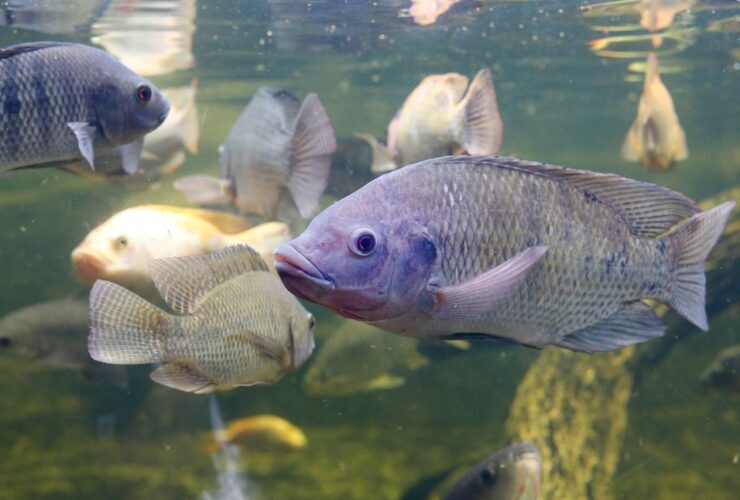 Núcleo de Pesquisa Pescado para Saúde dá início a fase experimental para produzir tilápia mais nutritiva