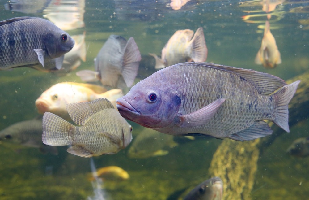 Núcleo de Pesquisa Pescado para Saúde dá início a fase experimental para produzir tilápia mais nutritiva