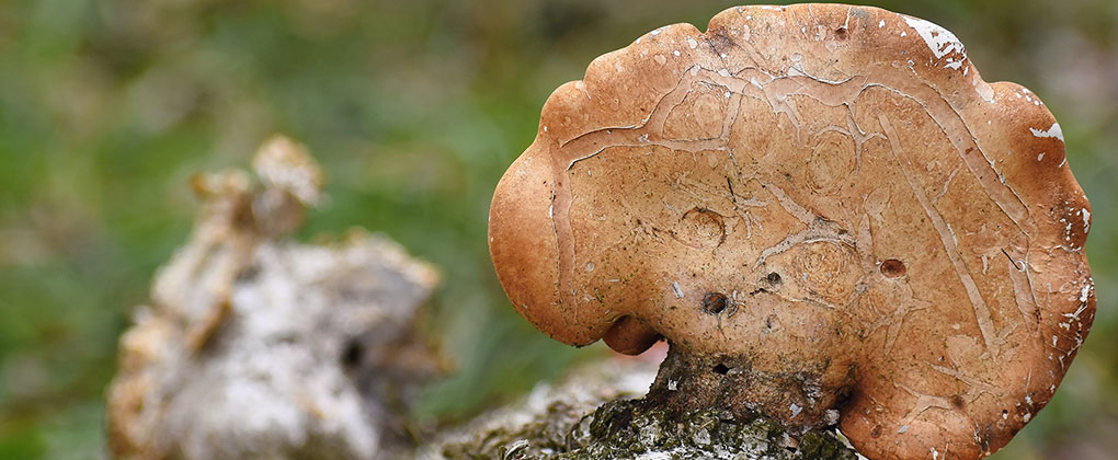 O poder do fungo na biodegradação do plástico