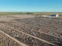 Oeste da Bahia: plano de R$ 1,2 bilhão turbina exportação de carnes