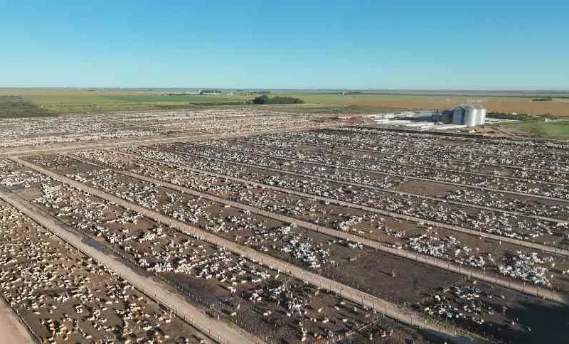 Oeste da Bahia: plano de R$ 1,2 bilhão turbina exportação de carnes