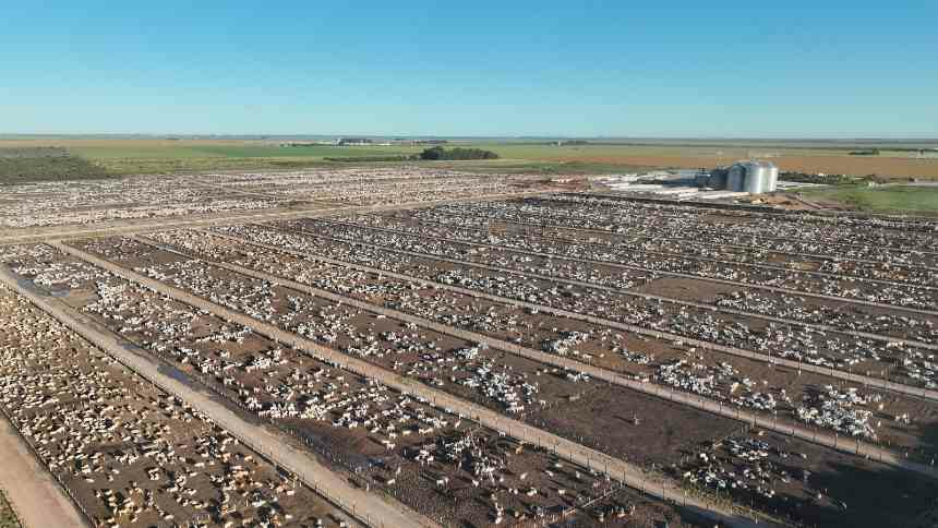 Oeste da Bahia: plano de R$ 1,2 bilhão turbina exportação de carnes