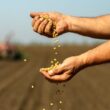 Operação épica: 1.400 toneladas de sementes ilegais somem do mercado e transformam a agricultura!