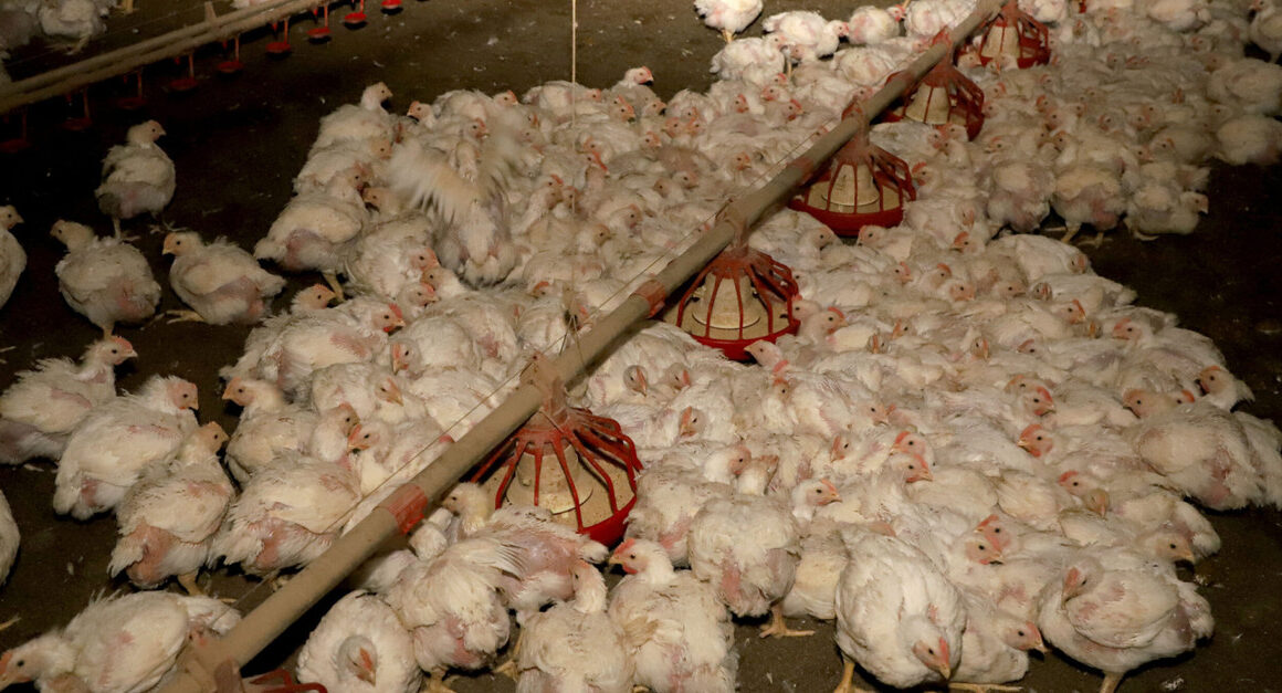 Os Desafios e Oportunidades da Produção de Carne de Frango em 2025: Prepare-se para o Futuro!