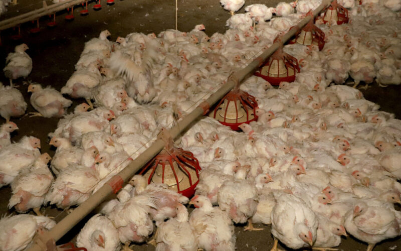 Os Desafios e Oportunidades da Produção de Carne de Frango em 2025: Prepare-se para o Futuro!