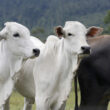 Os Segredos da Carne Bovina: Como a Sanidade e Barreiras Comerciais Agitam o Mercado!