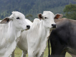 Os Segredos da Carne Bovina: Como a Sanidade e Barreiras Comerciais Agitam o Mercado!