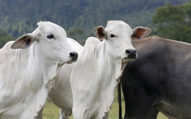 Os Segredos da Carne Bovina: Como a Sanidade e Barreiras Comerciais Agitam o Mercado!