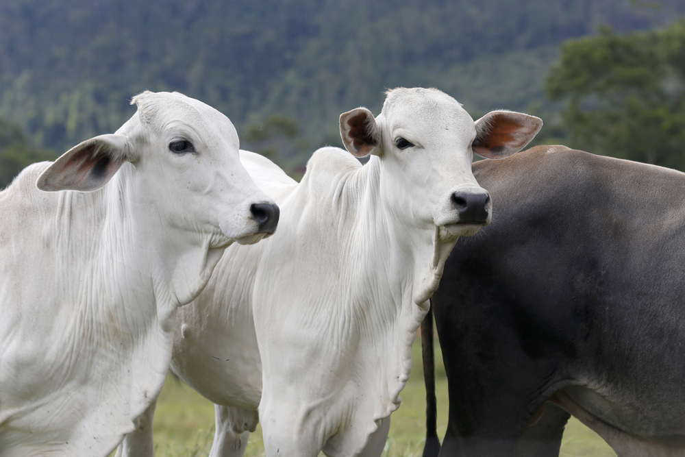 Os Segredos da Carne Bovina: Como a Sanidade e Barreiras Comerciais Agitam o Mercado!