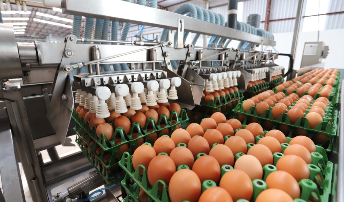 Ovos na Rota do Sucesso: Como 3,7 Toneladas de Exportação Transformam o Mercado em Março!