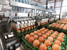 Ovos na Rota do Sucesso: Como 3,7 Toneladas de Exportação Transformam o Mercado em Março!
