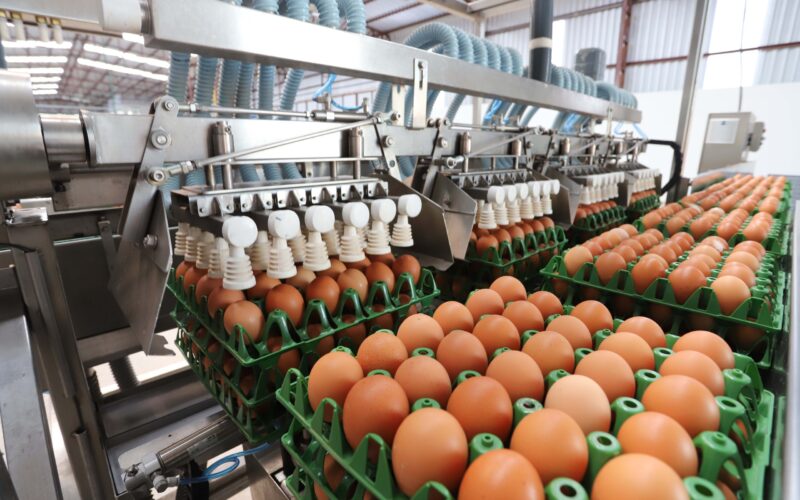 Ovos ao Redor do Mundo: Brasil Bate Recorde em Exportações e Surpreende o Mercado Global!