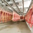Paraná: O Reino das Proteínas Animais! Como a Inovação em Frangos e Suínos Conquista o Mercado Global