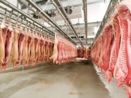 Paraná: O Reino das Proteínas Animais! Como a Inovação em Frangos e Suínos Conquista o Mercado Global