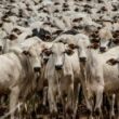 Pecuária Impulsiona PIB do Agro: Surpreendente Crescimento de 1,81% em 2024 Revela Potencial do Setor