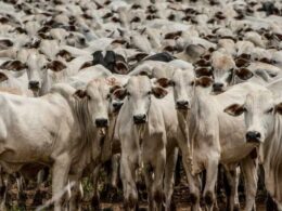 Pecuária Impulsiona PIB do Agro: Surpreendente Crescimento de 1,81% em 2024 Revela Potencial do Setor