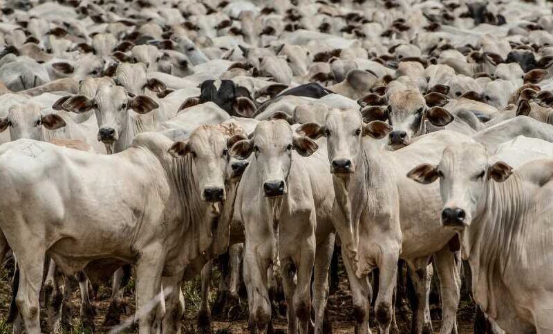 Pecuária Impulsiona PIB do Agro: Surpreendente Crescimento de 1,81% em 2024 Revela Potencial do Setor