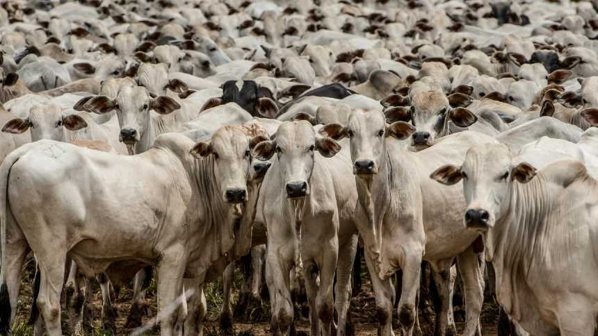 Pecuária Impulsiona PIB do Agro: Surpreendente Crescimento de 1,81% em 2024 Revela Potencial do Setor