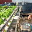Perifíton: O Segredo Natural que Transforma a Produção de Peixes e Hortaliças em Sustentabilidade!