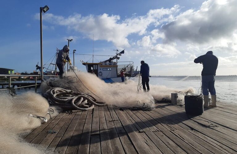 Pesca Sustentável: Mapa de Bordo Revela Tudo sobre Tainha, Anchova e Mais – Não Fique de Fora!