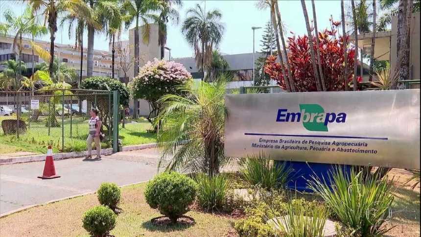 Polêmica na Embrapa: Carta de Chefes Contra o Modelo Híbrido Agita os Bastidores