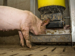 Por que a alta nos custos de produção de carne suína na Rússia pode impactar seu bolso e o futuro do mercado?
