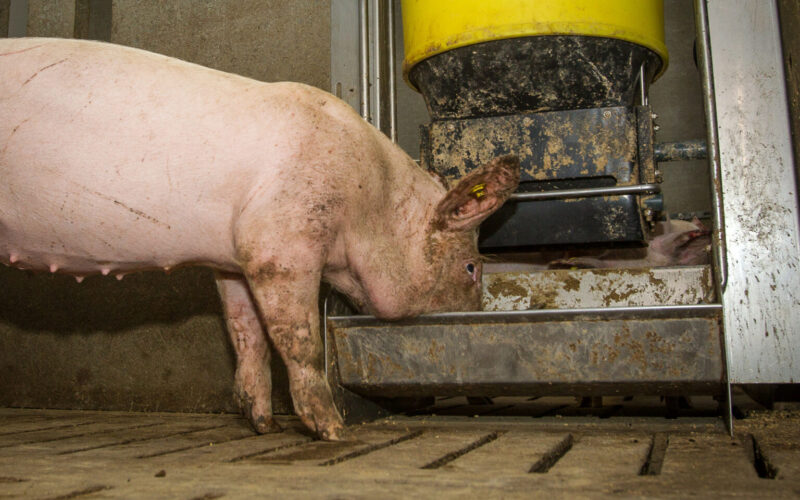Por que a alta nos custos de produção de carne suína na Rússia pode impactar seu bolso e o futuro do mercado?