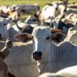 Por que o Brasil é o Novo Paraíso das Carnes: Sabor, Qualidade e Tradição que Você Precisa Conhecer