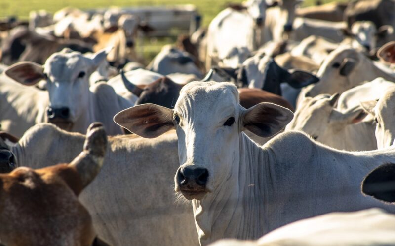 Por que o Brasil é o Novo Paraíso das Carnes: Sabor, Qualidade e Tradição que Você Precisa Conhecer