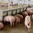 Suinocultura em Alta: Inovações e Crescimento Transformam Mato Grosso do Sul em Pólo Nacional!