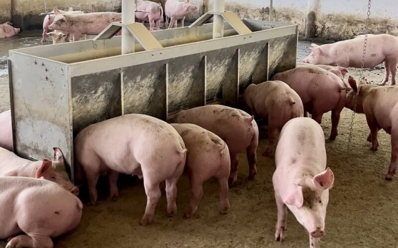 Suinocultura em Alta: Inovações e Crescimento Transformam Mato Grosso do Sul em Pólo Nacional!