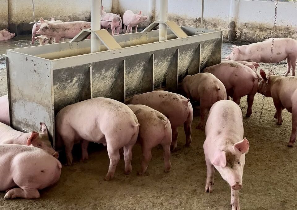Suinocultura em Alta: Inovações e Crescimento Transformam Mato Grosso do Sul em Pólo Nacional! Suinocultura em Alta: Inovações e Crescimento Transformam Mato Grosso do Sul em Pólo Nacional!