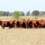 Preços da exportação total de carne bovina continuaram em queda em março, diz ABRAFRIGO