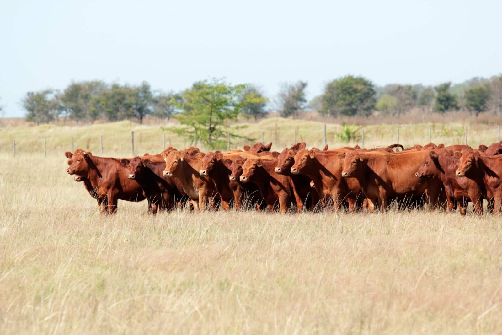 Preços da exportação total de carne bovina continuaram em queda em março, diz ABRAFRIGO