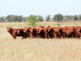 Preços da exportação total de carne bovina continuaram em queda em março, diz ABRAFRIGO