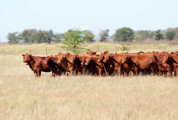 Preços da exportação total de carne bovina continuaram em queda em março, diz ABRAFRIGO