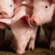 Preços do Suíno e da Carne Suína em Queda: Oportunidade Imperdível para Consumidores e Produtores!