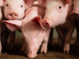 Preços do Suíno e da Carne Suína em Queda: Oportunidade Imperdível para Consumidores e Produtores!