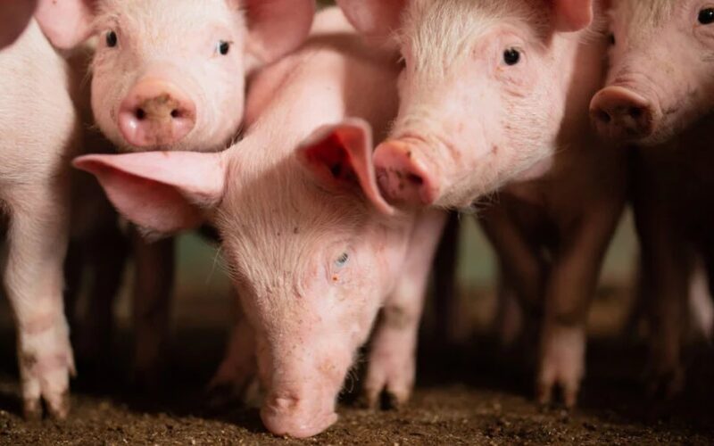 Preços do Suíno e da Carne Suína em Queda: Oportunidade Imperdível para Consumidores e Produtores!