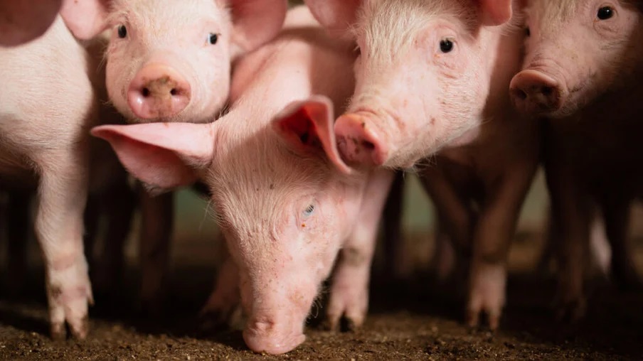Preços do Suíno e da Carne Suína em Queda: Oportunidade Imperdível para Consumidores e Produtores!