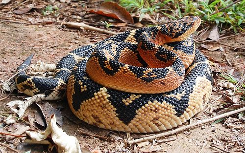 PRINCIPAIS COBRAS VENENESAS NO BRASIL