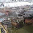 Programa Novilho Precoce celebra 32 anos impulsionando pecuária em Santa Catarina