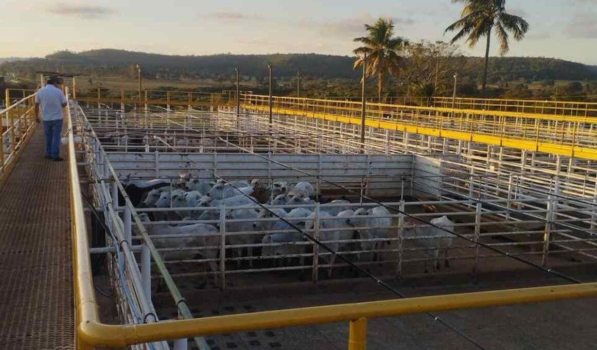 Ramax compra frigoríficos em Goiás e SP e retoma produção de carne